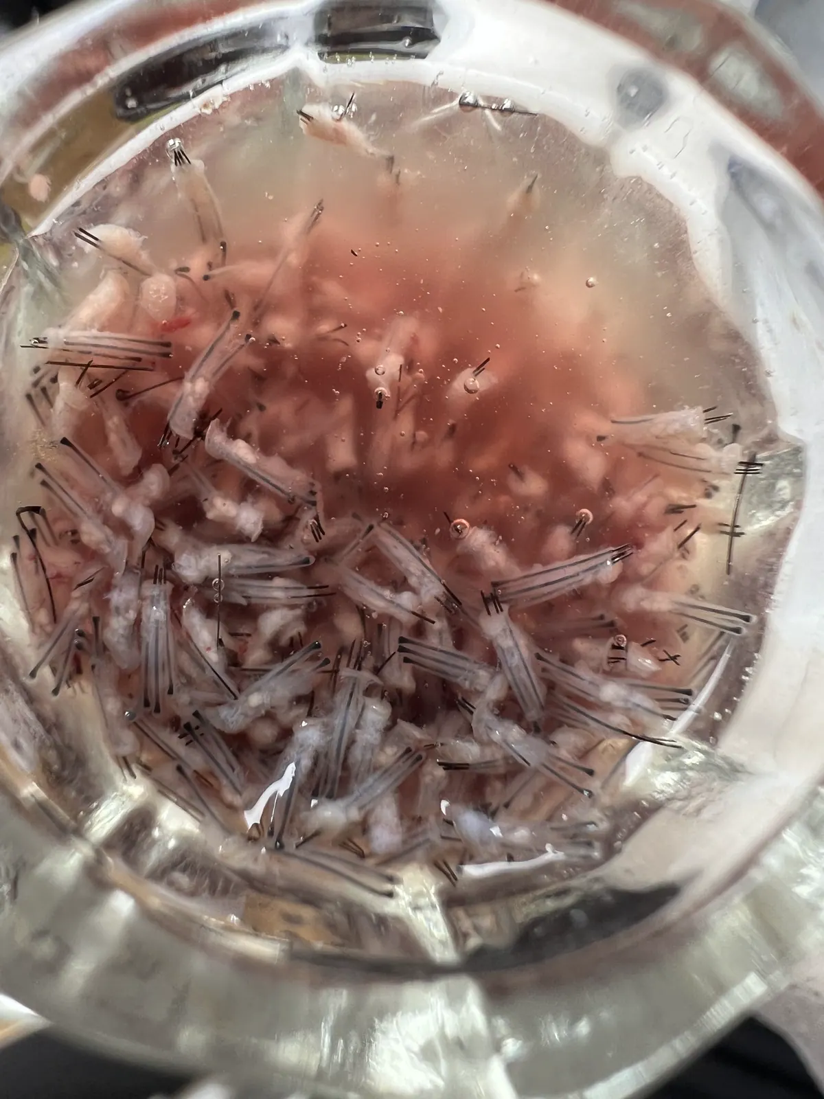 Follicular units harvested during a hair transplant